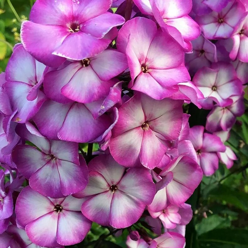Флокс свит саммер. Флокс метельчатый sweet summer. Флокс метельчатый свит саммер. Флокс метельчатый геркулес. Флокс sweet summer fantasy.