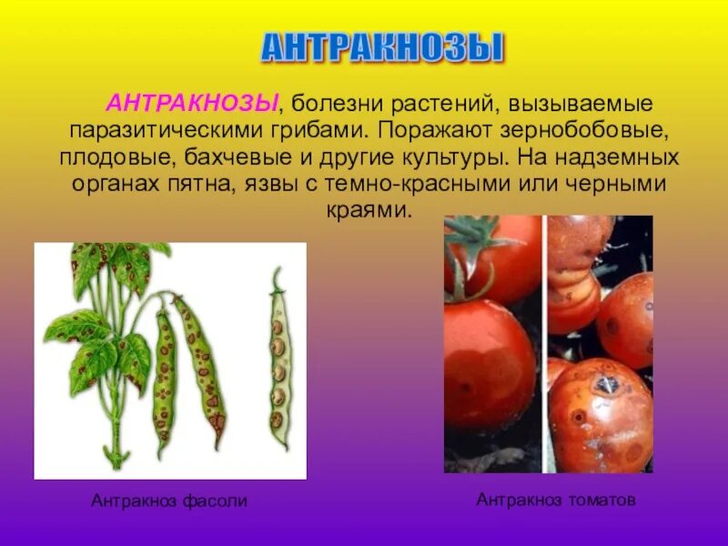 Грибы вызывающие болезни растений и животных. Болезни культурных растений. вызывают болезни растений. заболевания растений название. растения вызывающие заболевания.