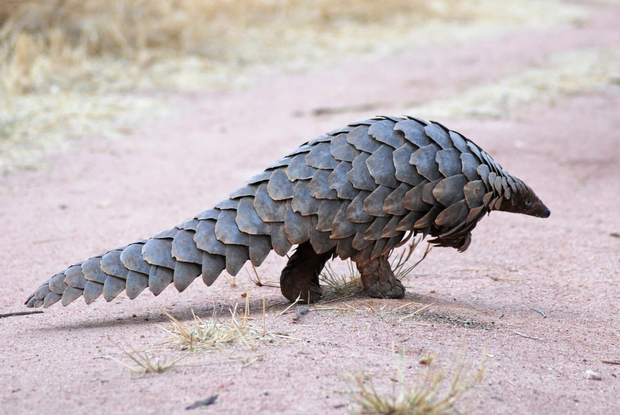 Pangolin