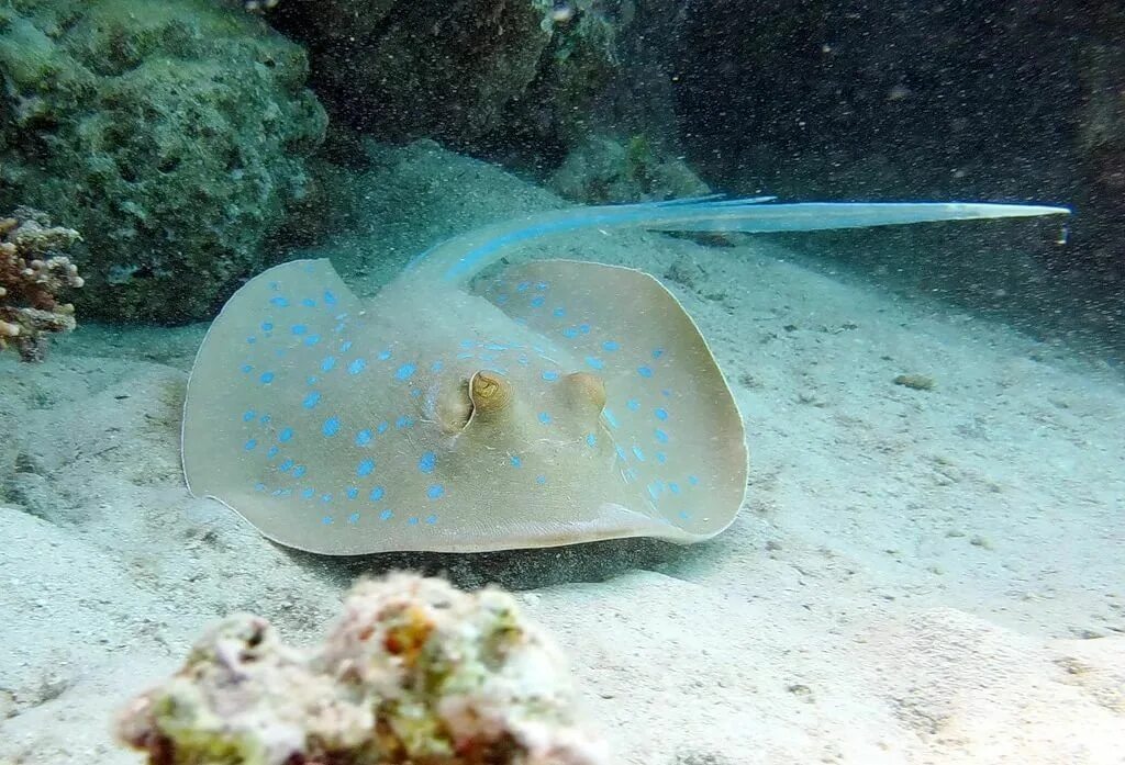 Красный морской обитатель. Скат хвостокол красное море. Сине-пятнистый Скат-хвостокол. Пятнистый Скат хвостокол. Скат хвостокол голубой пятнистый.