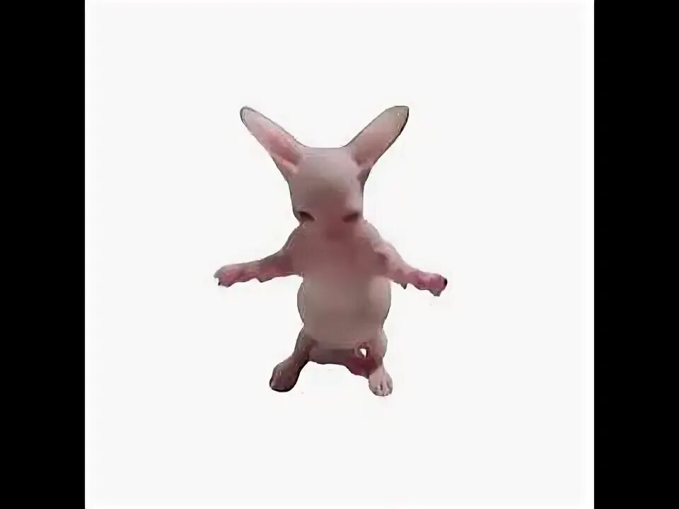 Танцующий кот 10 часов. Танцующий кот 10 часов