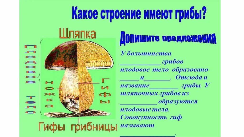 Какие грибы образуют плодовые тела. Какое строение имеет шляпка гриба. Плодовое тело гриба образовано. Какие грибы образующие плодовые тела. В шляпке гриба образуются