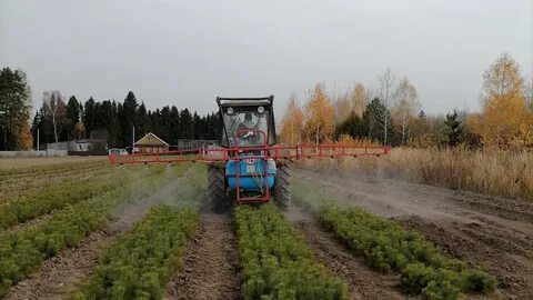Лесничество казань