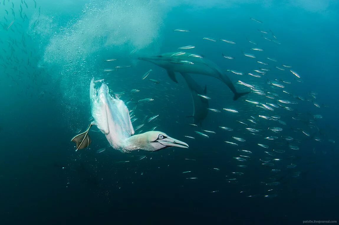 Ныряющие птицы. Морские ныряющие птицы. Птица которая ныряет под воду. Птица ныряльщик.