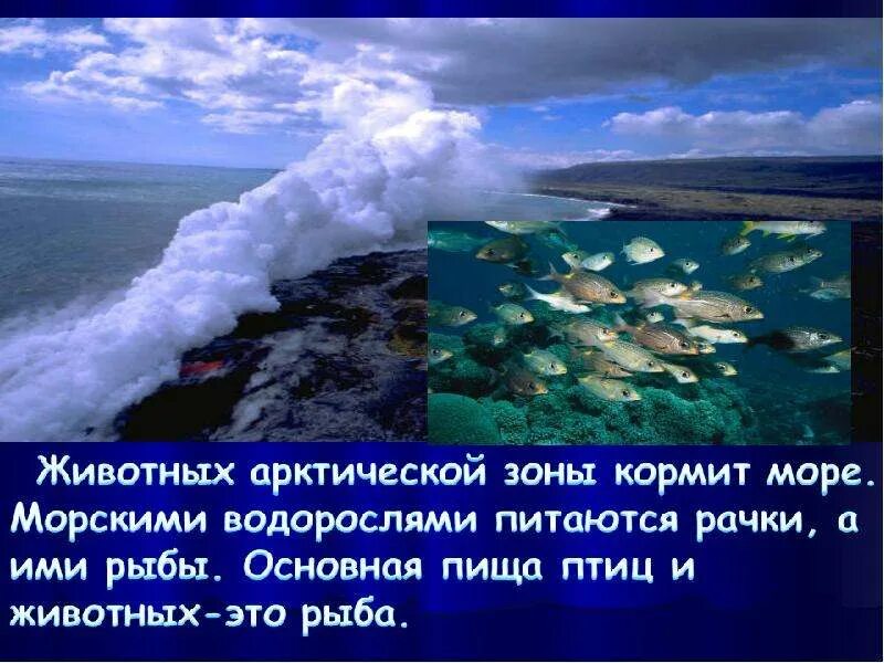 Животных арктической зоны кормит море. Водоросли рачки Арктики. Рыба арктической зоны. Богатства арктической зоны. Богатства арктических пустынь