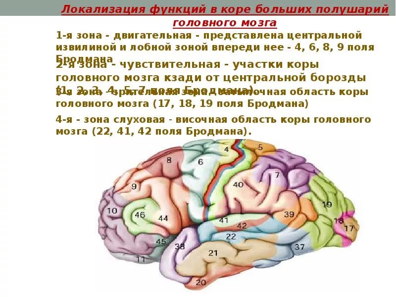 Нарушение коры полушарий. Локализация функций в коре больших полушарий головного мозга. Локализация функций в коре больших полушарий головного мозга таблица. Локализация основных функций в коре головного мозга. Основные центры коры головного мозга по Бродману.