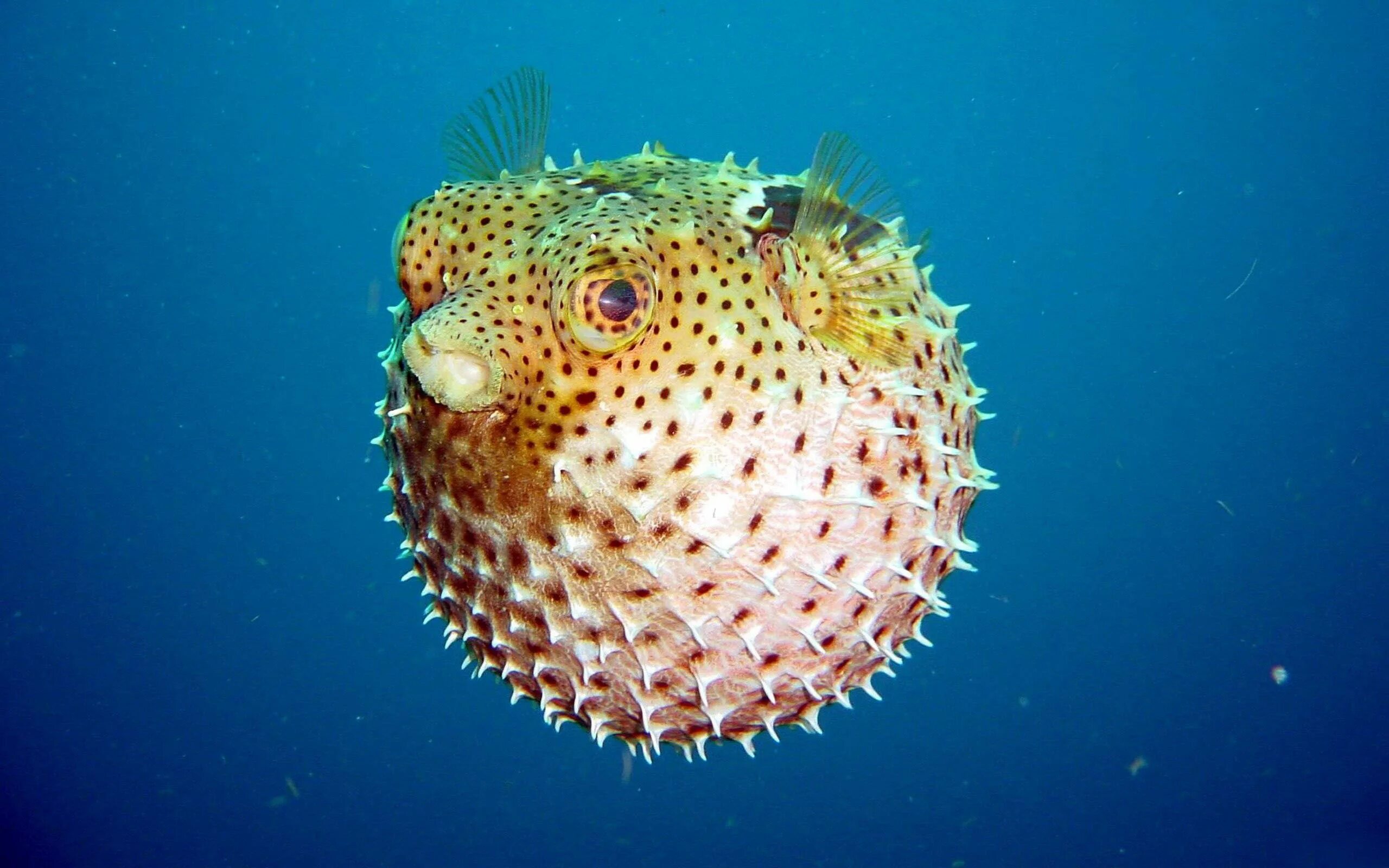18 Of the Most Beautiful Fish in the World Beautiful sea creatures, Tropical fis