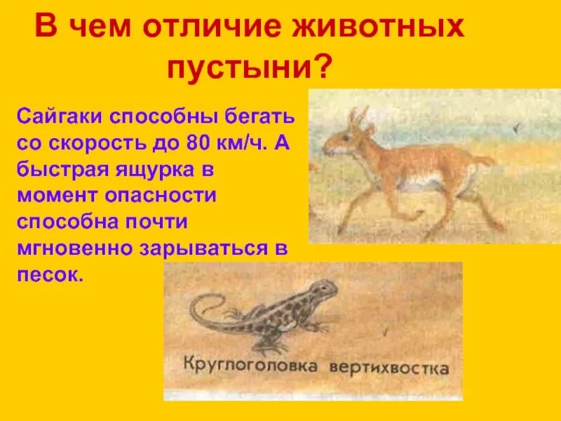 Жизнь животных пустыни. Статья о животном пустыни 4 класс. сайгак бегает со скоростью. сайгаки могут бегать со скоростью до. написать животные пустынь.