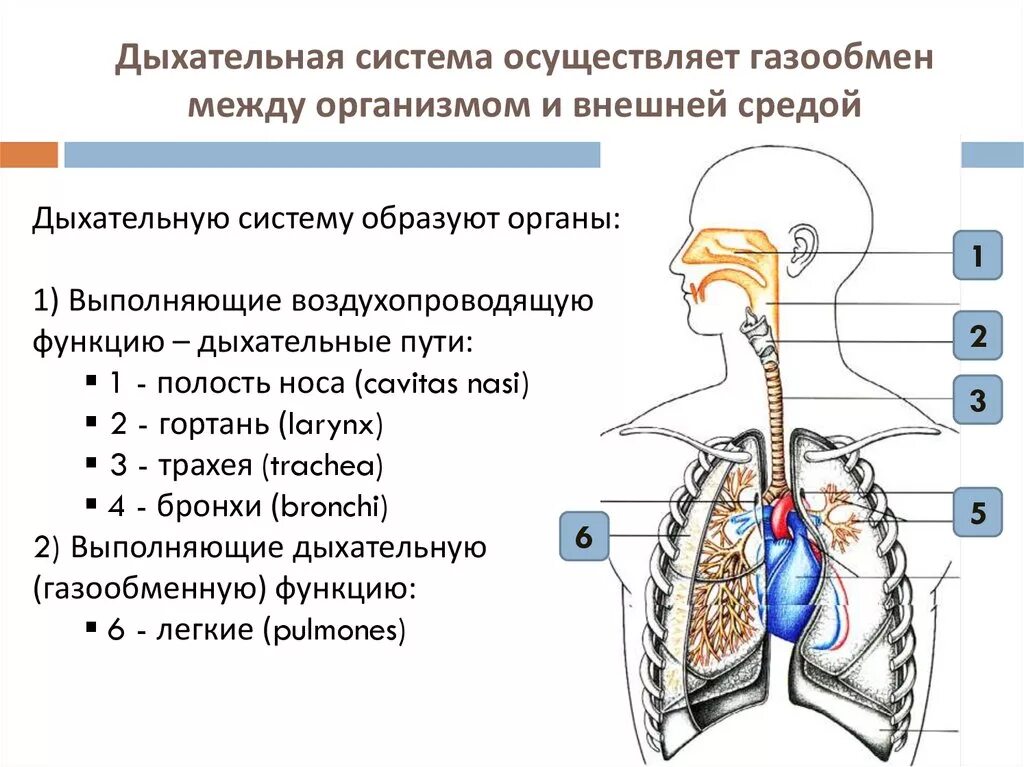 Отделы дыхательной системы схема. Воздухоносная система анатомия человека. Дыхательная система органов структура. Дыхательная система строение и функции дыхательных путей..