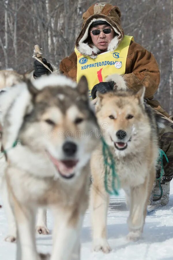 Собака team russia. Вязка девушки с псом team russia. Камчатская собака. Russian team dog. Тим раша с собакой.