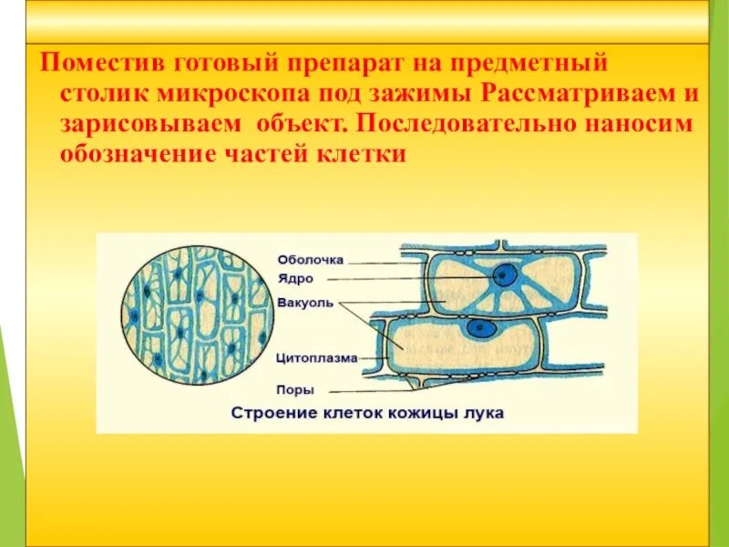 Лабораторная работа строение растительной клетки 5 класс