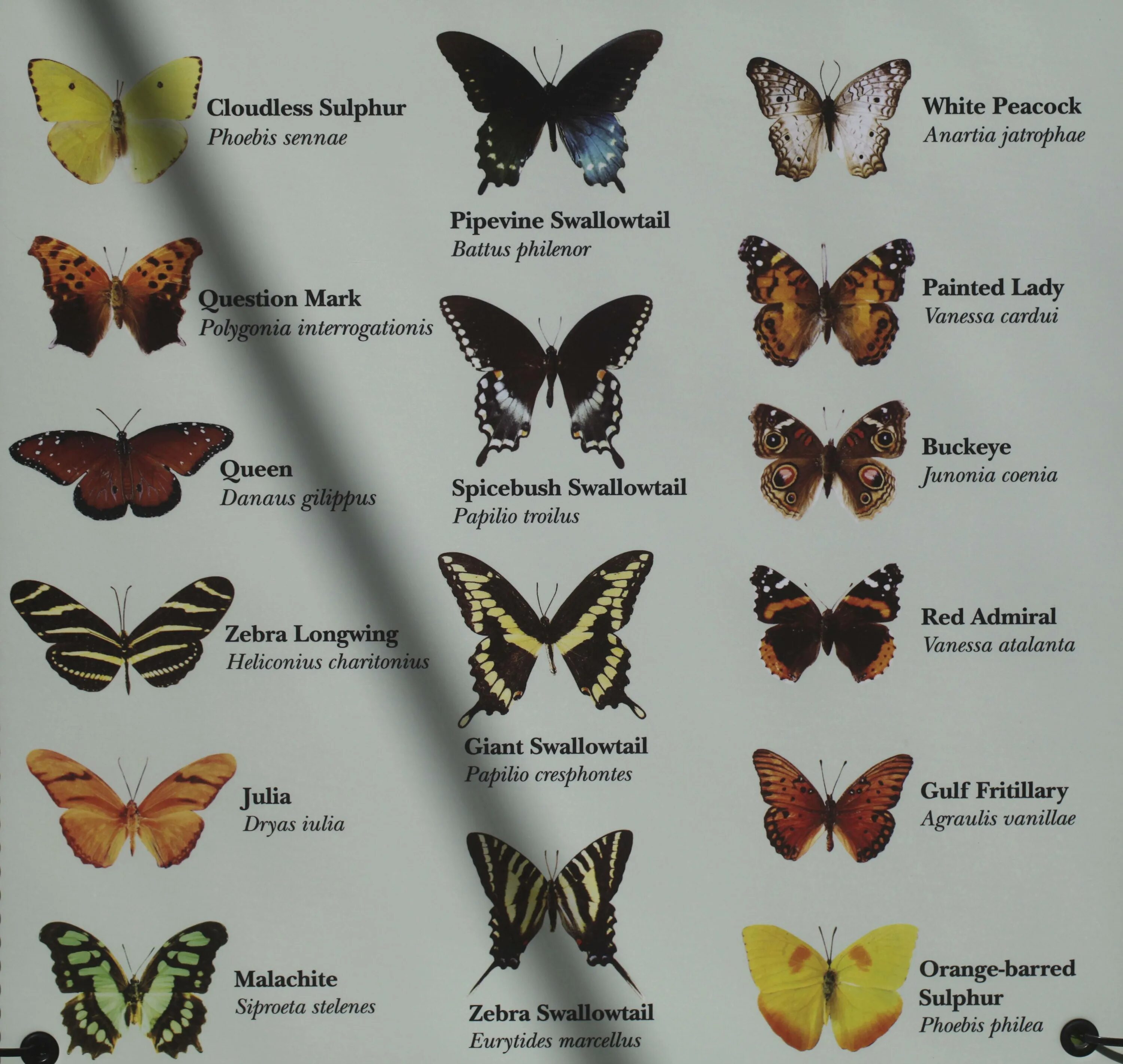 Как называется где бабочки. Бабочки России и их название и описание. Название бабочек. Виды бабочек с названиями. Расцветки бабочек.