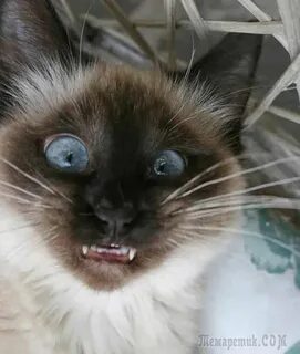 Котомото