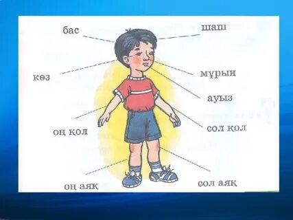 Үлкен әтештері бар траннилер