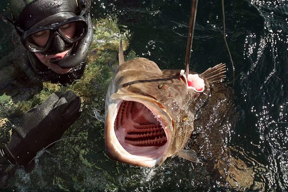 Щука осенью. На какую рыбу охотятся. Подводная охота на кефаль. Какие интересные трофеи ловят рыболовы крыма. Осенняя щука на спиннинг.