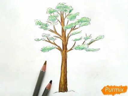 Нарисовать сосну карандашом для детей