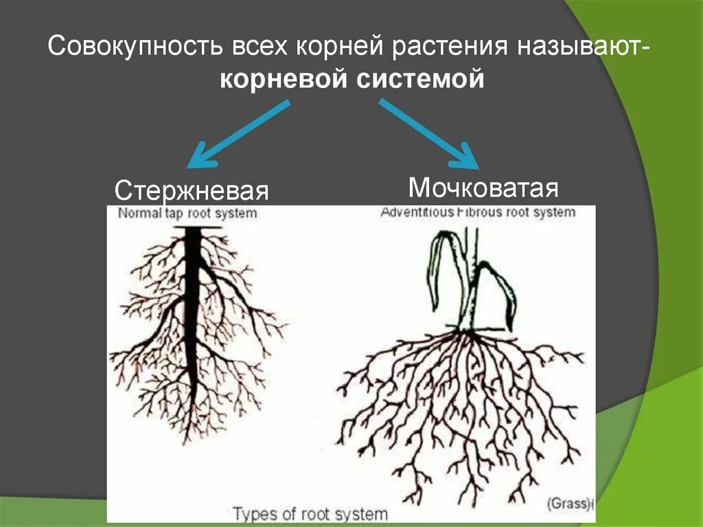 Корни одного растения называют корневой системой