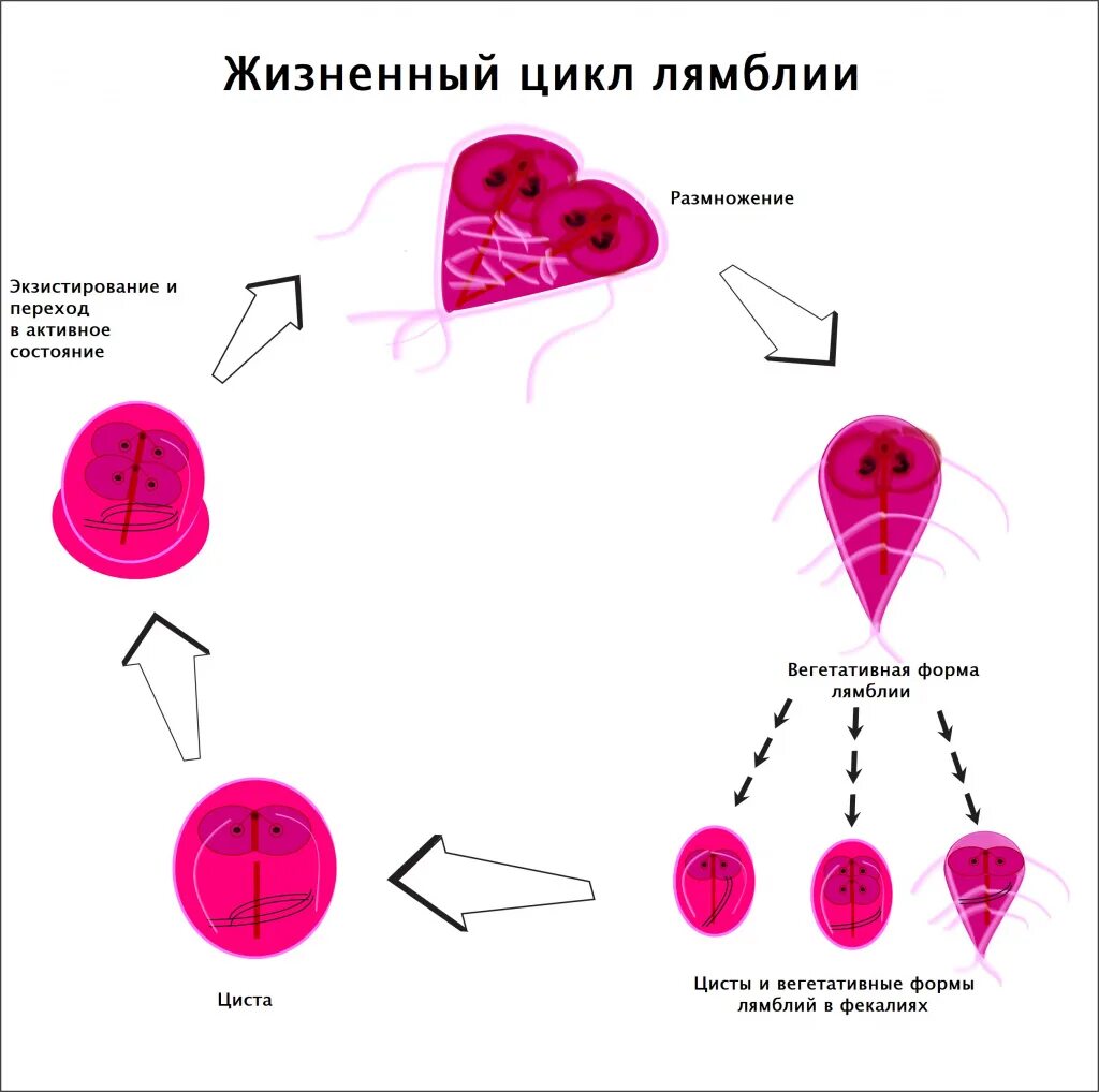 Цикл развития лямблии схема. Жизненный цикл лямблии схема. Лямблия цикл развития схема. Лямблия кишечная жизненный цикл схема.