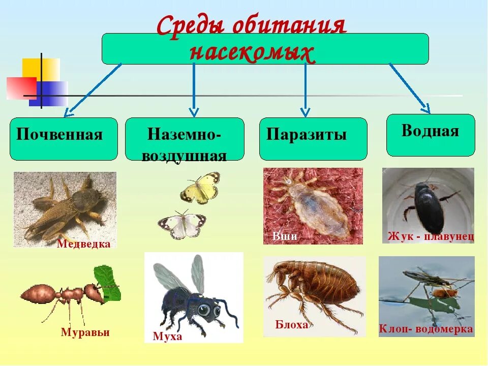 Животные выпадают из общего ряда почему. Насекомые примеры. Насекомые по среде обитания. Насекомые для дошкольников. Насекомые с названиями для детей.