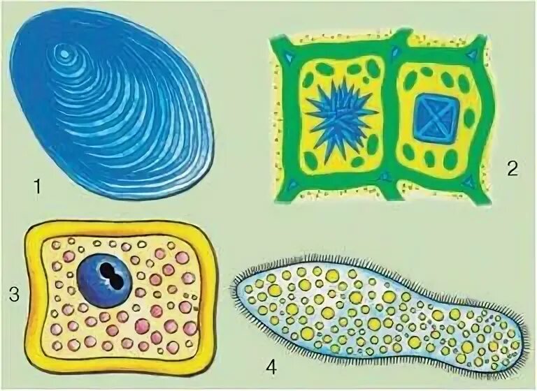 Включи клетка 5. Включения растительной клетки. клеточные включения растений. клеточные включения растительной клетки. включения в клетках растений.