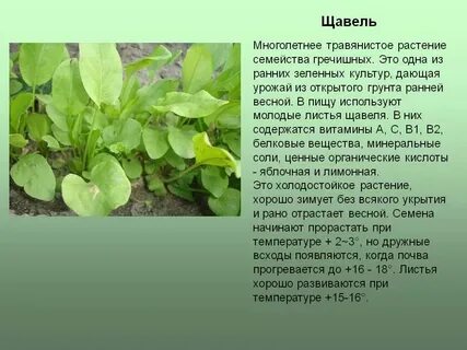 Что значит щавель в тик