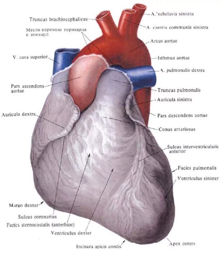 Cordis латынь. Строение сердца грудино рёберная поверхность. Строение сердца анатомия Синельников. Грудино реберная поверхность сердца анатомия. Грудино-реберная поверхность сердце вид спереди.
