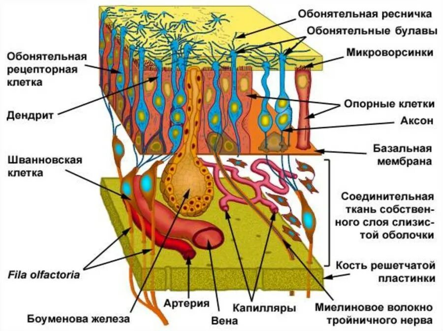 Обонятельный анализатор гистология. Боуменовы железы обонятельной. Строение обонятельного анализатора гистология. Клеточное строение обонятельного рецептора.