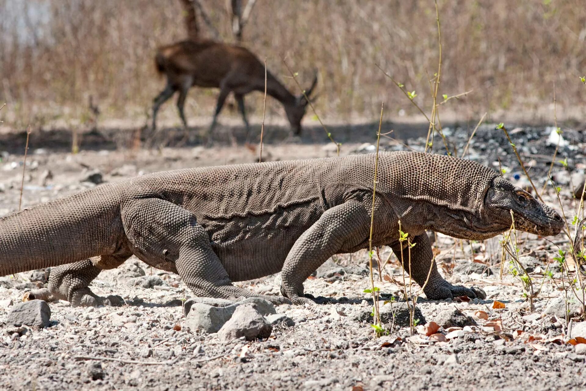 Добыча варанов. Гигантский комодский варан. Вараны острова комодо. Вараны острова комодо. Добыча варанов.