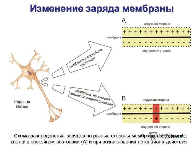 Мембрана возбудимой клетки. Потенциал действия нервной клетки физиология. Потенциал покоя и потенциал действия нервной клетки. Мембрана нервной клетки. Заряд мембраны клетки.