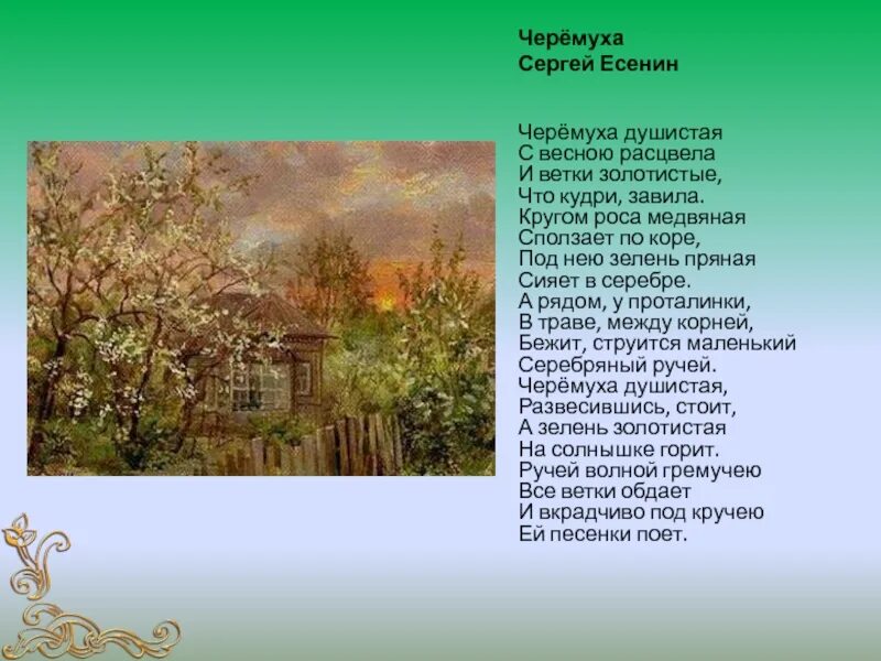 Ветки золотистые что кудри завила. Есенин черёмуха душистая. Есенин с. а. "черемуха". Стихотворение черёмуха душистая с весною расцвела.