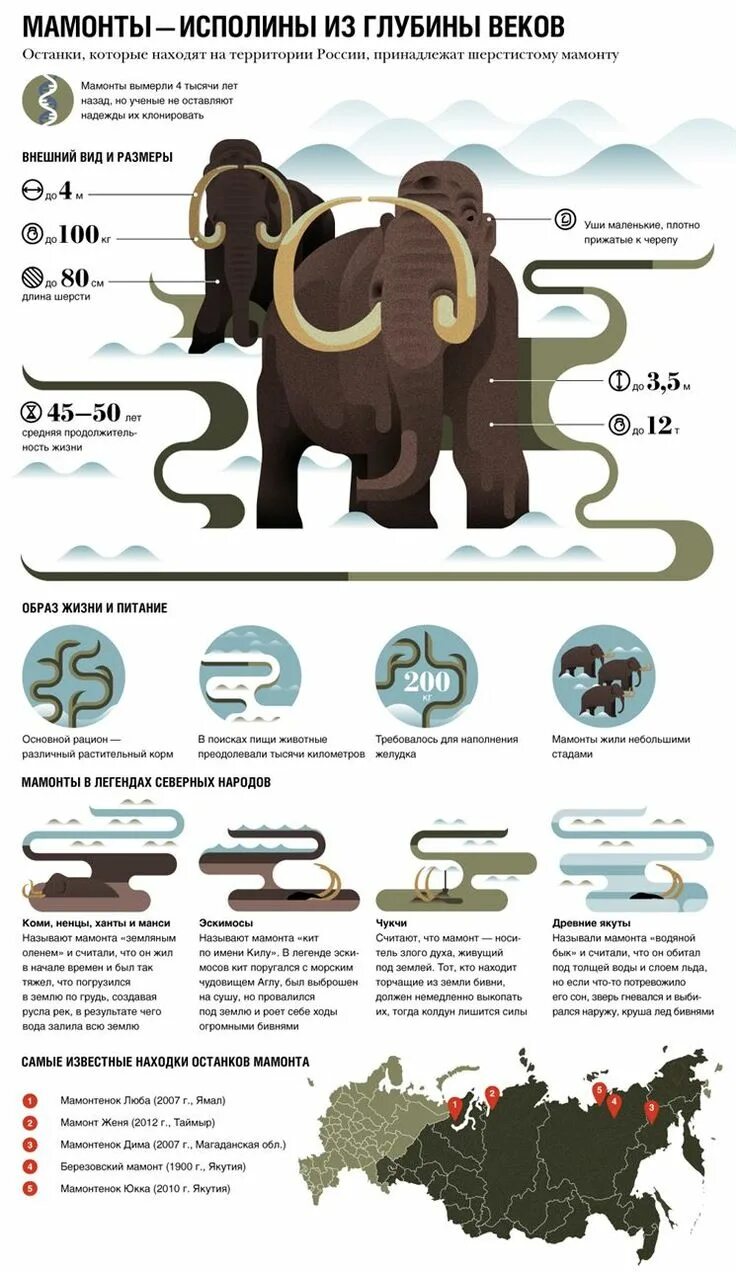Где жили мамонты. Мамонт инфографика. Интересные факты о мамонтах. Мамонты на территории России. Инфографика шерстистый мамонт.