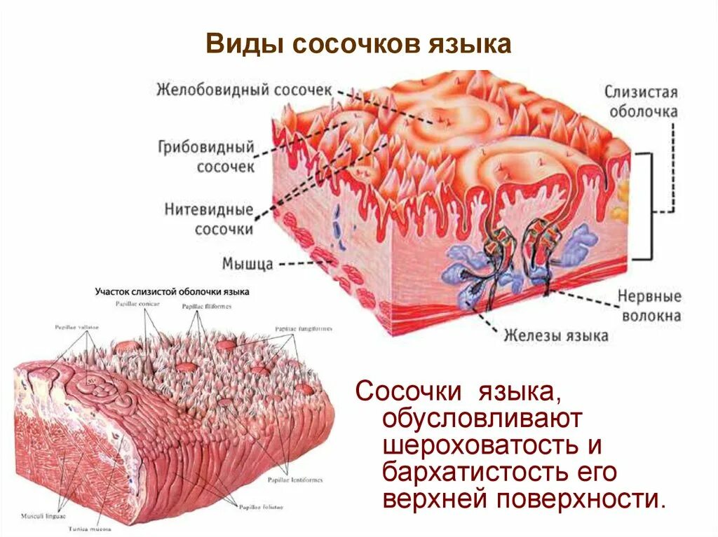 Слизистая оболочка языка анатомия. Строение вкусовых сосочков языка. Анатомия сосочков языка. Слизистые оболочки строение и функции