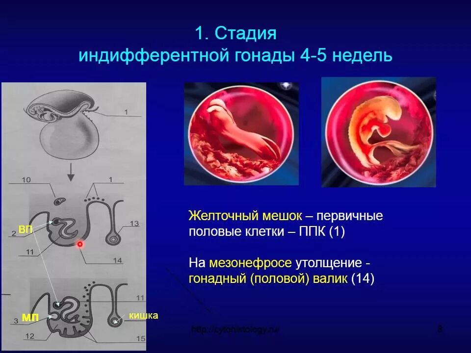 Эмбриология репродуктивной системы.. Стадия индифферентной гонады. Индифферентная стадия развития зародыша. Эмбриогенез женской половой системы.