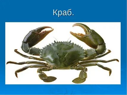 Краб описание