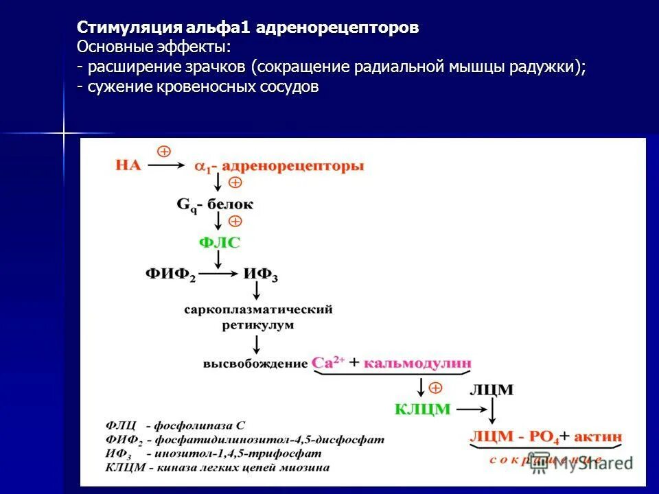 Эффекты альфа адренорецепторов. Эффекты стимуляции альфа1-адренорецепторов. Альфа 1 адренорецепторы. Альфа 2 адренорецепторы механизм. Стимуляция Альфа 1 адренорецепторов приводит к.