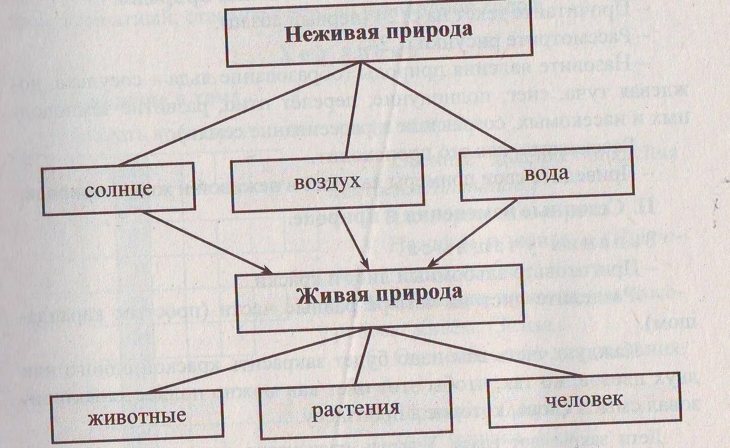 Схема связи живой и неживой природы 2 класс окружающий. Взаимосвязь живой и неживой природы. Связь между живой и неживой природой. Схема связи живой и неживой природы 2 класс окружающий мир. Связи юивой и не бивой природв.