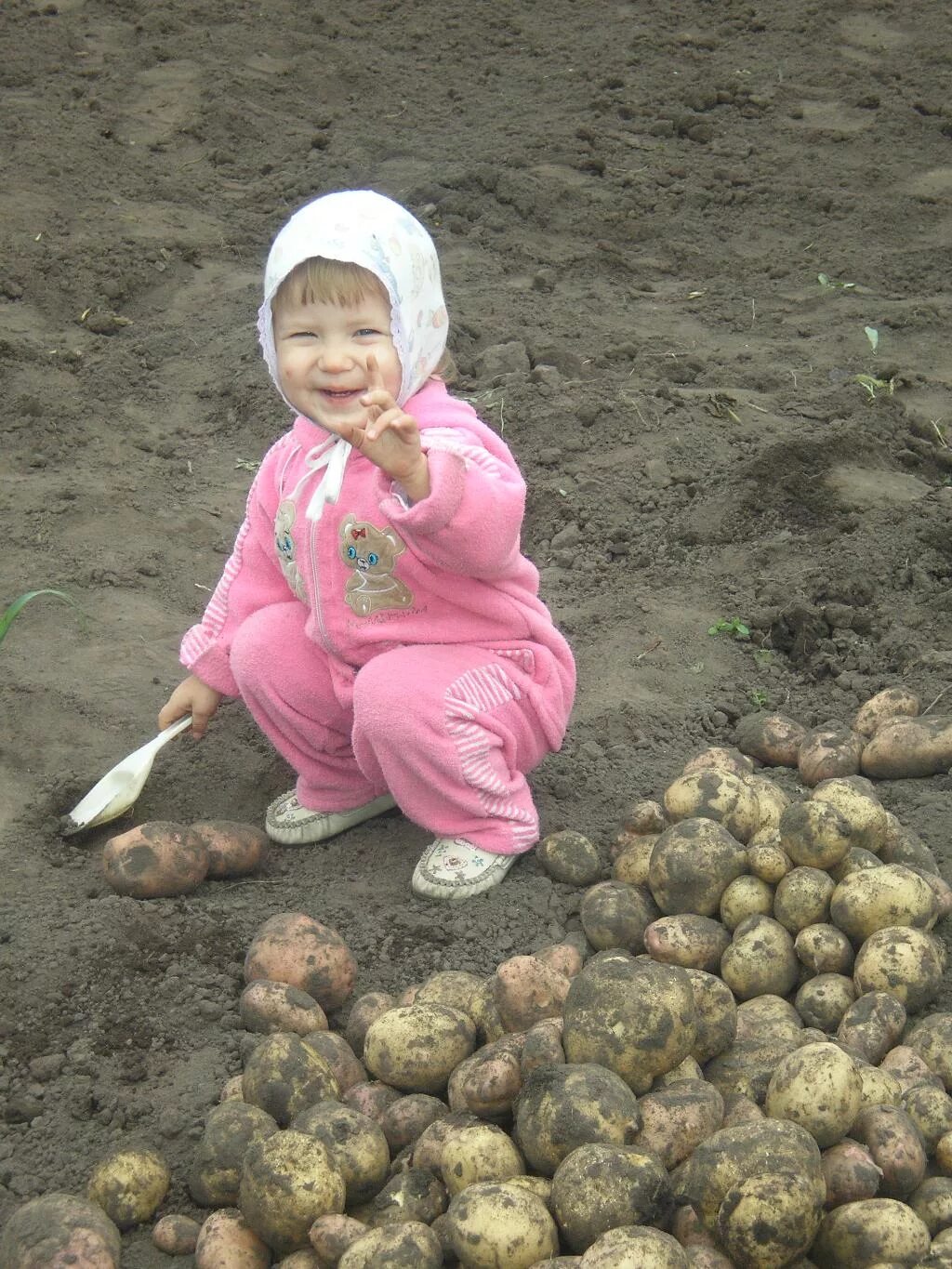 Копка картофеля. Копать картошку. Дети копают картошку. Картошка с девочкой. Приму картошку