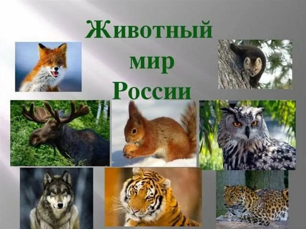 Мир животных рф