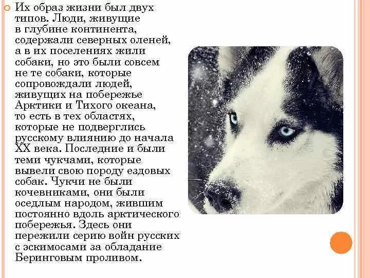 Рассказ о собаке хаски. Рассказ о породе собак хаски. Хаски собака история породы. История про собаку хаски