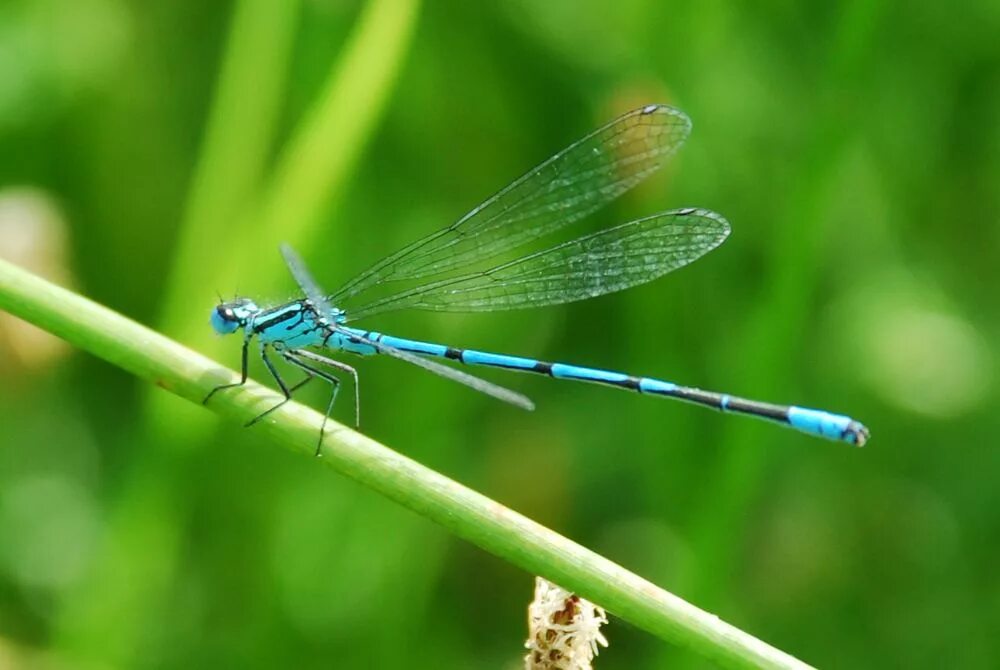 когда появятся стрекозы в алтайском крае 2024. человек стрекоза. виды стрекоз. стрекоза шафрановая. стрекоза громовик.