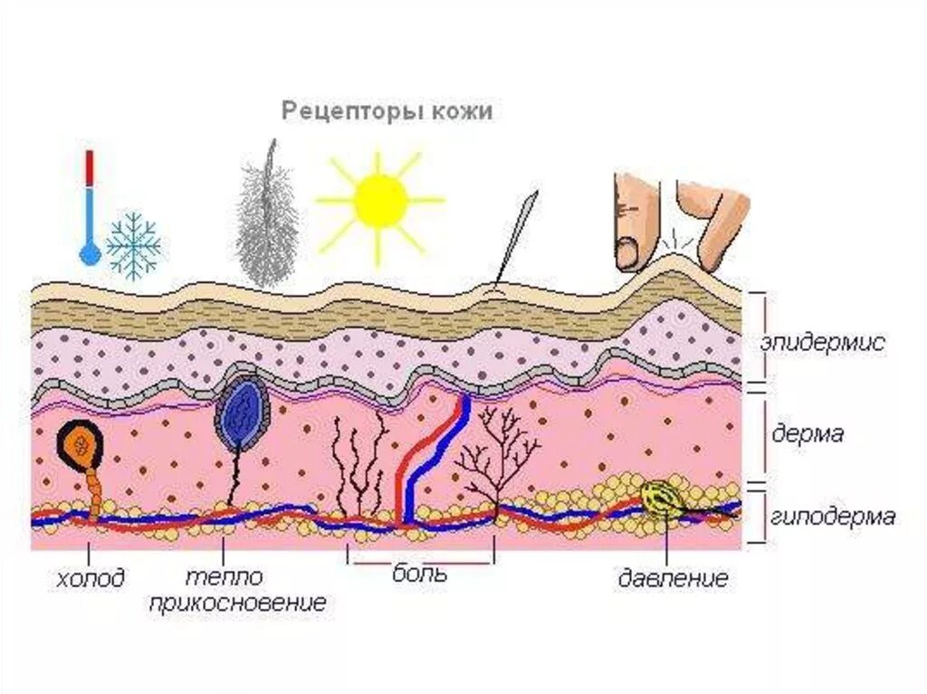 Рецептор на рисунке строение кожи. Расположение холодовых и тепловых рецепторов в коже. Строение кожи кожные рецепторы. Рецепторы кожи строение и функции.