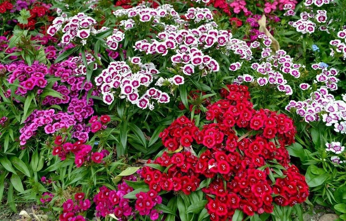 Посев китайской гвоздики. Dianthus chinensis гвоздика китайская. Гвоздика китайская Суперпарфайт Строуберри. Гвоздика китайская махровая микс.