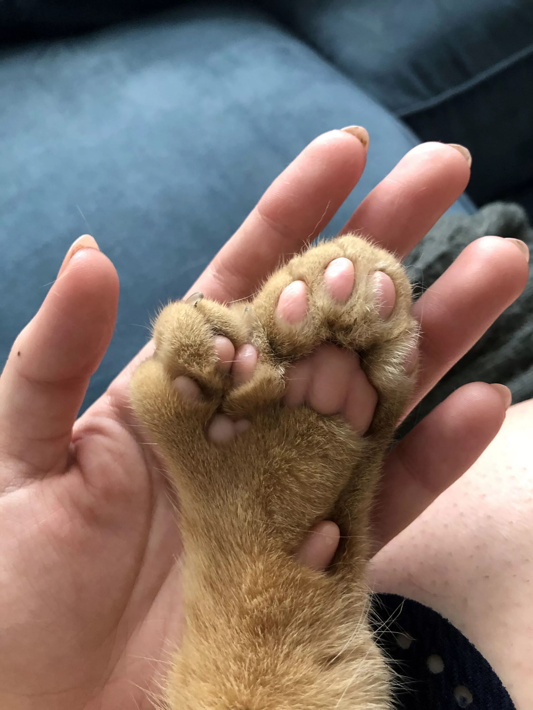 Что значит кот лапы