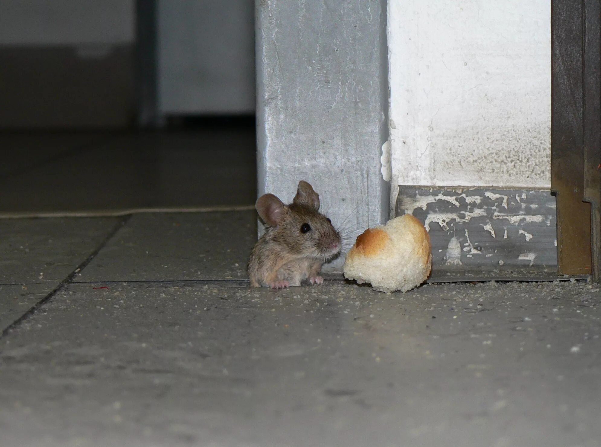 Мышь Подвальная.