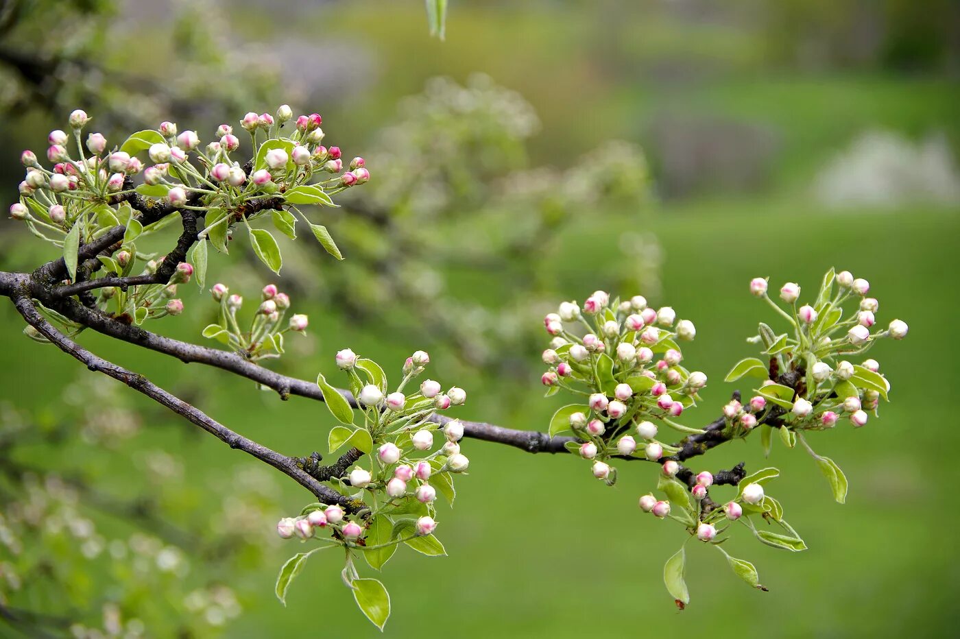 Дикая яблонька. Яблоня Лесная Malus Sylvestris. Яблоня Лесная (Дикая) (Malus Sylvestris). Яблоня Лесная (дичок). Яблоня дичка.