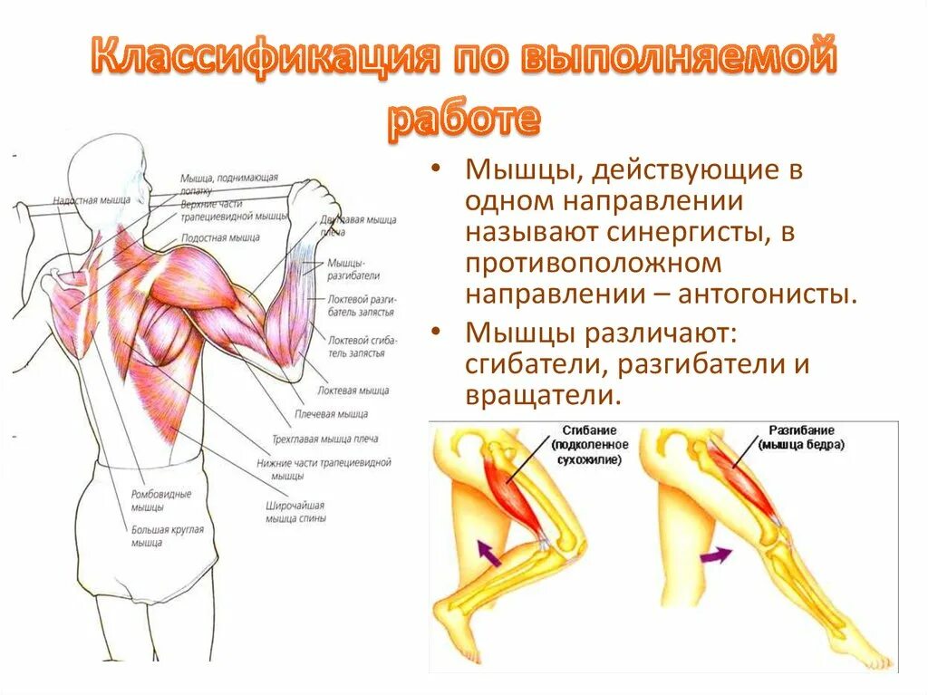 Классификация ромбовидной мышцы. Классификация мышц сгибателей. Классификация мышц плеча. Мышцы сгибатели плеча. Основные работы мышц