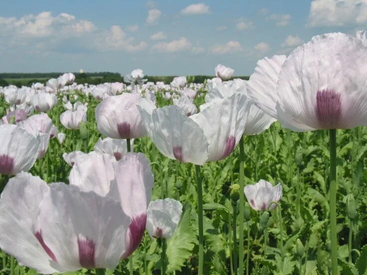 Мак робертса. Мак снотворный (papaver somniferum). мак опийный (papaver somniferum). мак снотворный – papaver somniferum l.. белый опиумный мак.