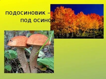 Осина и подосиновик