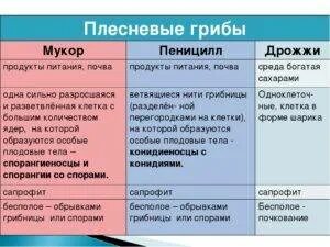 Плесневые грибы и дрожжи таблица. Сравнительная характеристика плесневых грибов. Таблица характеристика плесневых грибов. Характеристика плесневых грибов и дрожжей. Способ питания пеницилла