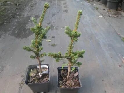 Ель страйк